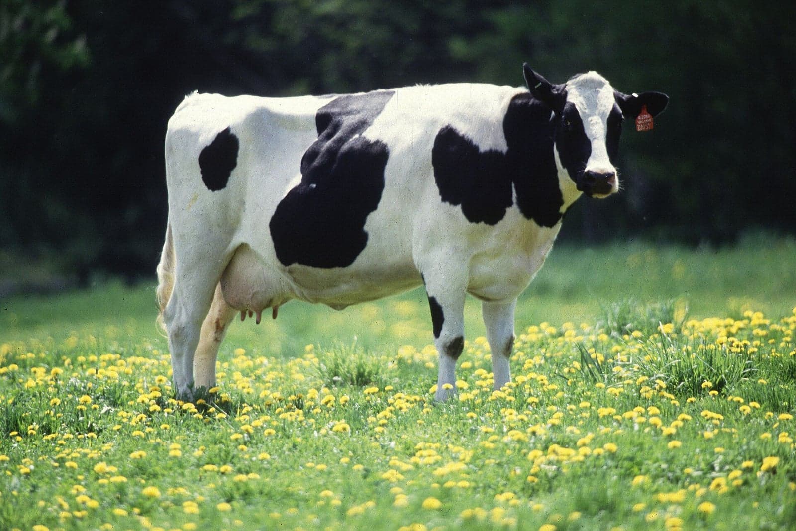Till The Cows Come Home, Temurah 20